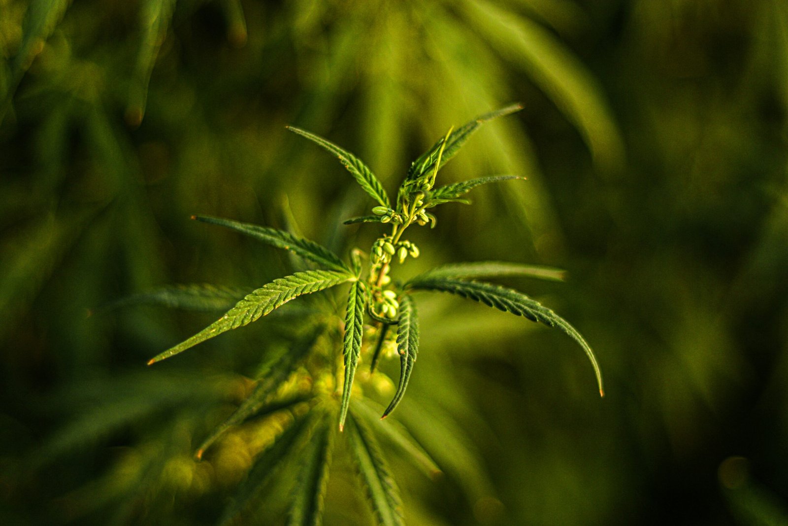 Medical Cannabis