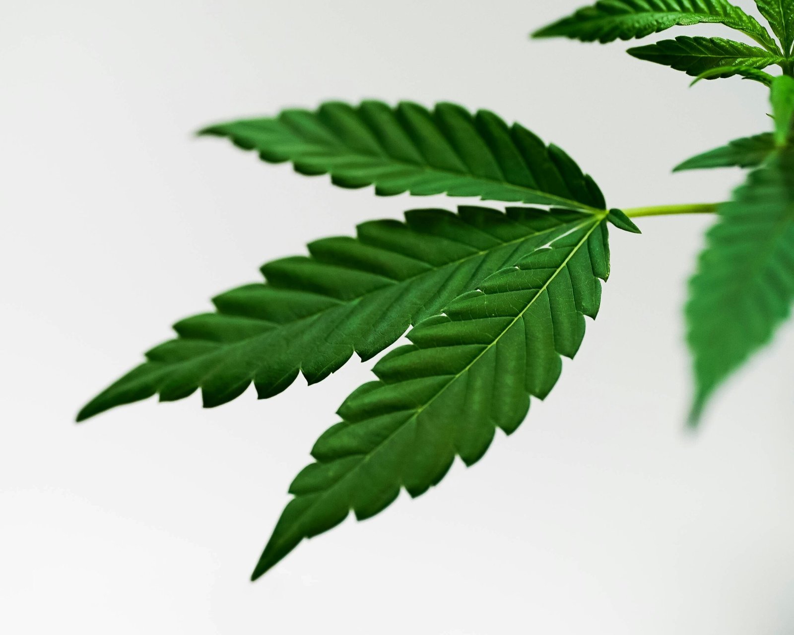 Medical cannabis strains