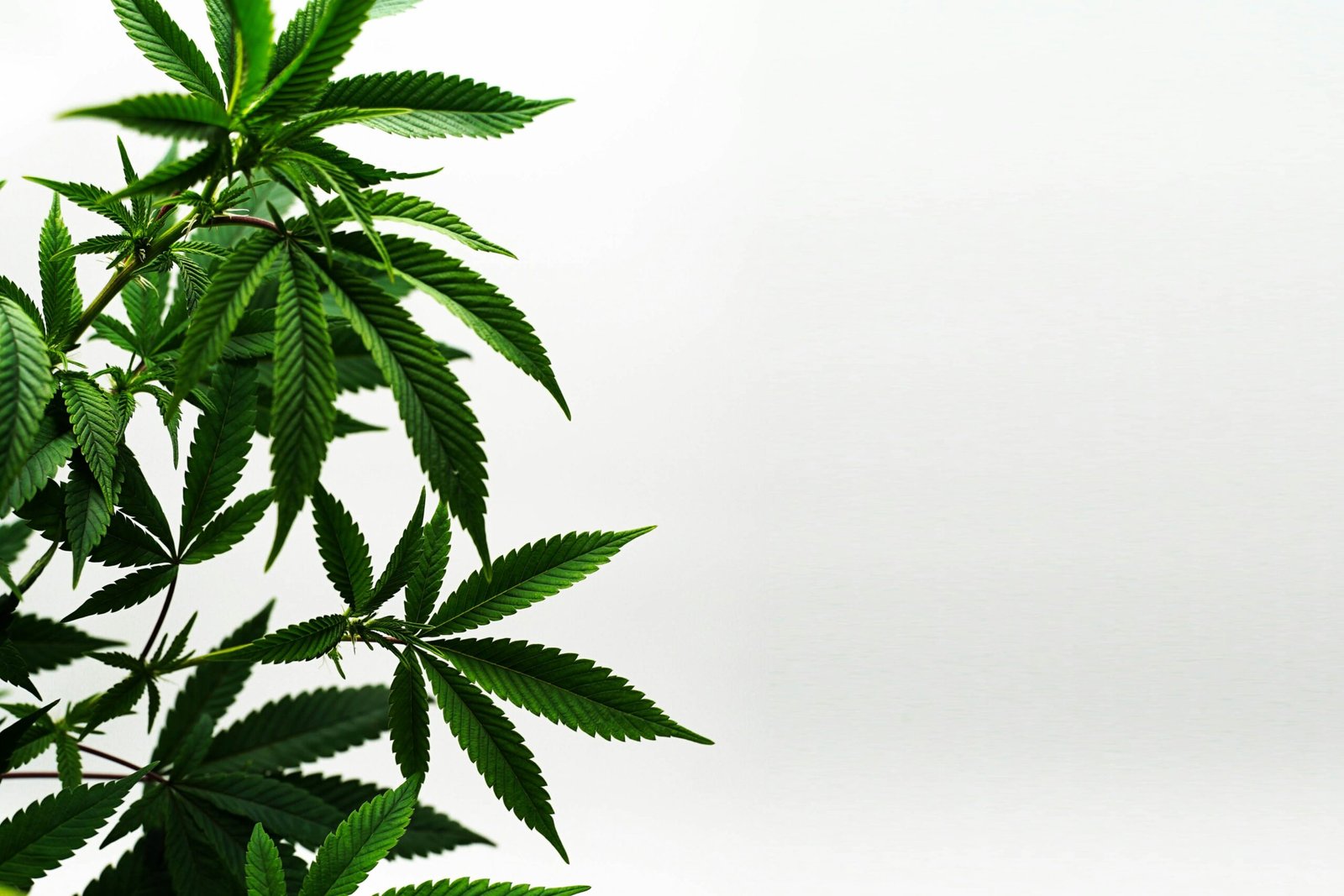 UK Cannabis Clinics